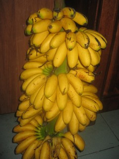 jenis jenis pisang  yuliyana